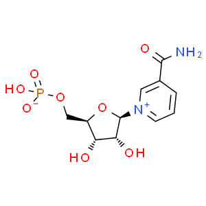 β-煙酰胺單核苷酸；NMN